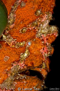 Close up of a Large frogfish
60mm F22 ISO100 by Lance Teo 